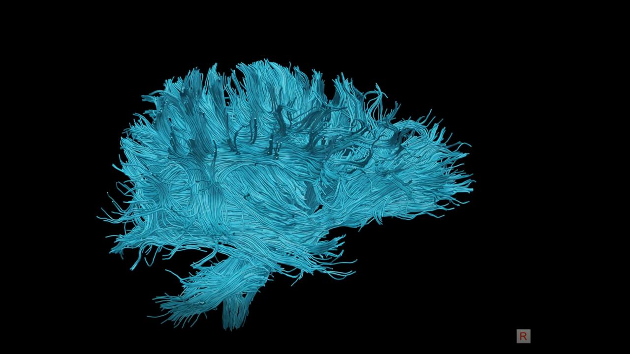 Biomedical Image 2
