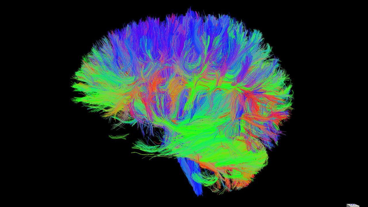 Biomedical Image 2