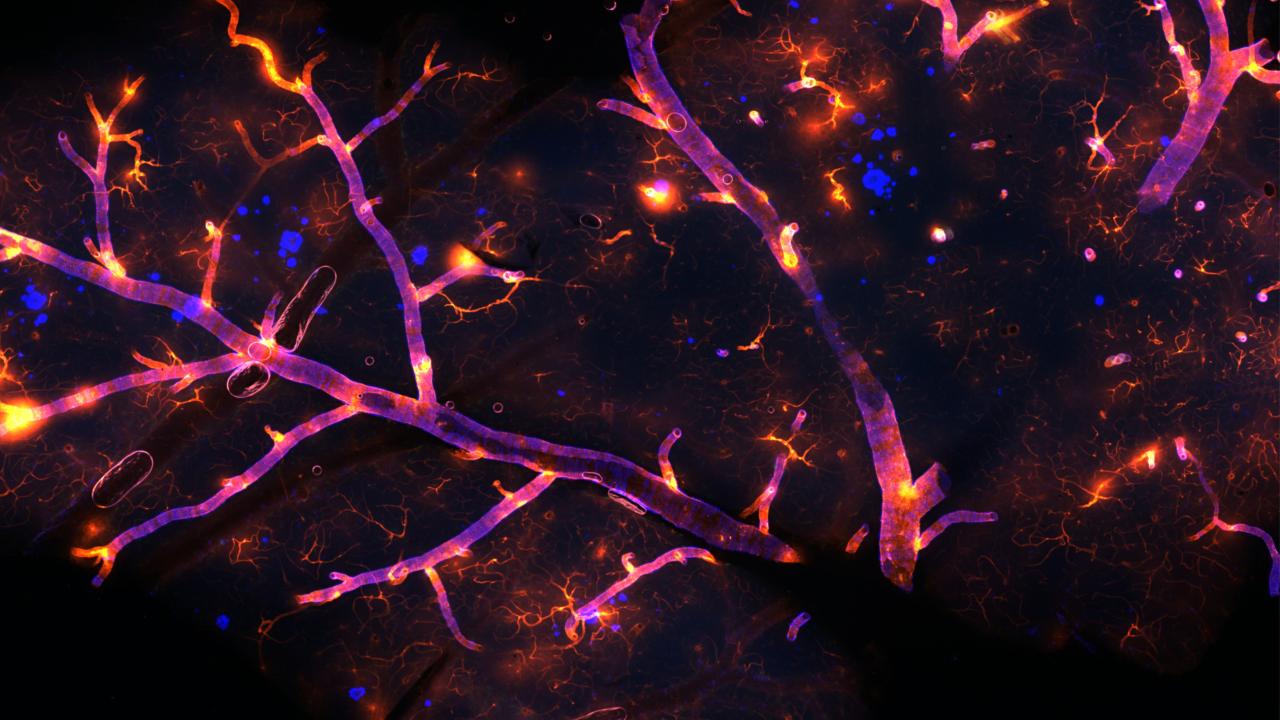 Neuroscience2