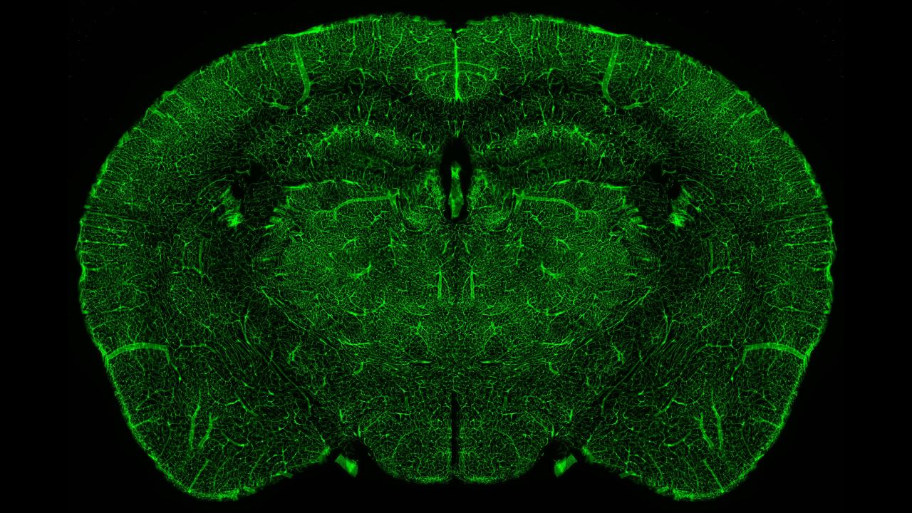 Neuroscience4
