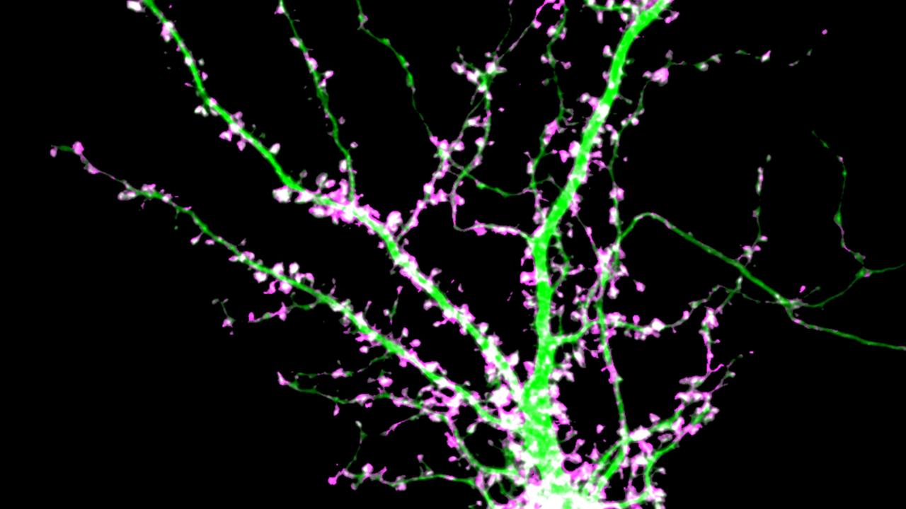 Neuroscience 11