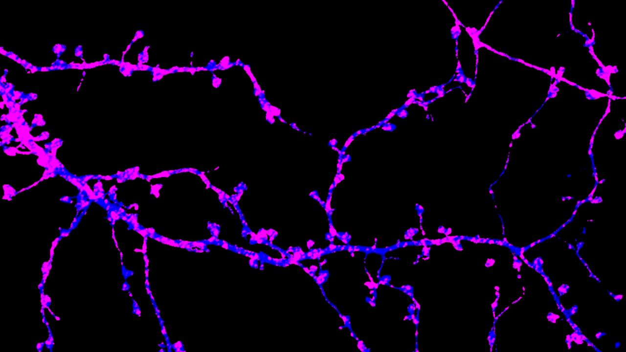 Neuroscience 9