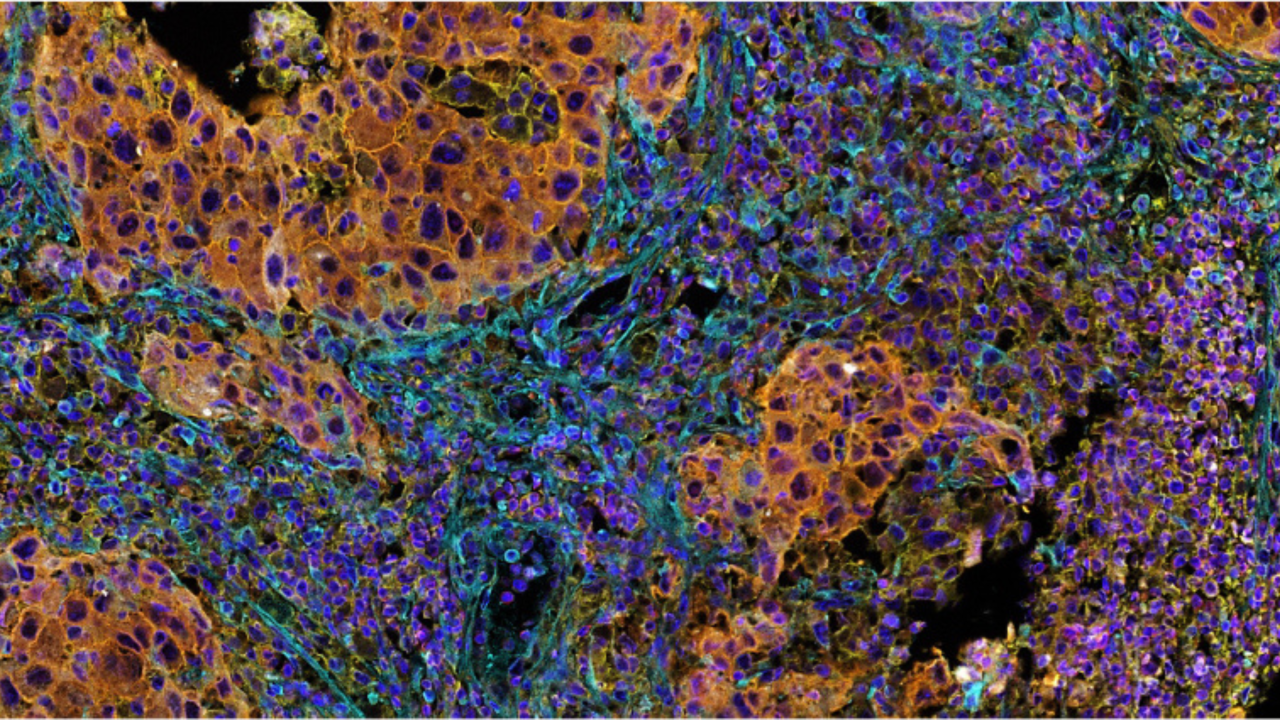 Pharmacology Banner 2