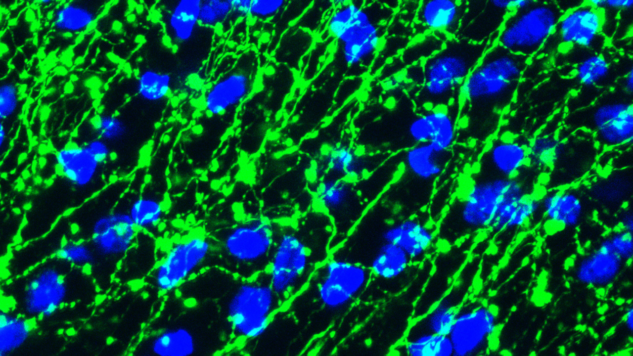 Pharmacology Banner 3