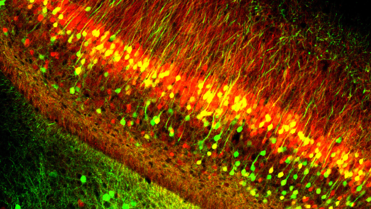 Pharmacology Banner 4