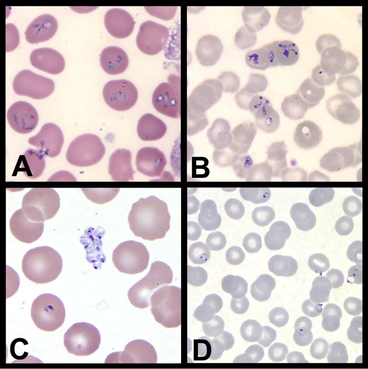 Dr. Kirkman Figure 1