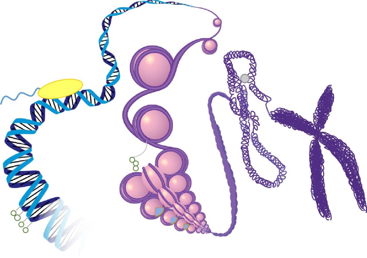 Chromatin
