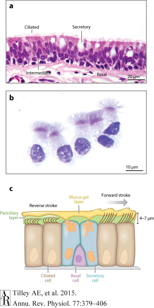 Dr.Crystal Figure 1