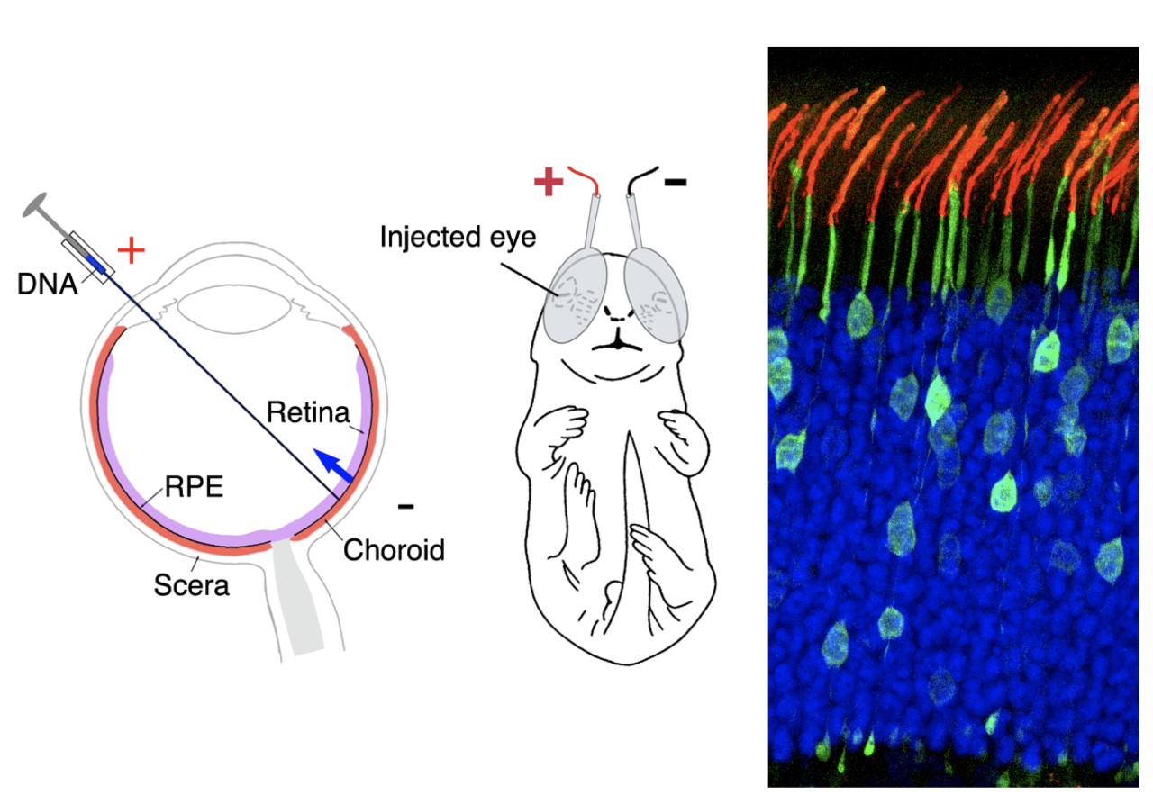 Dr. Sung Figure 1