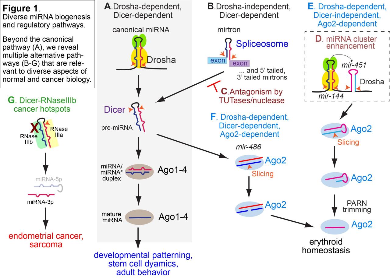Dr. Lai Figure 1