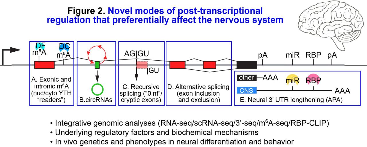 Dr. Lai Figure 2