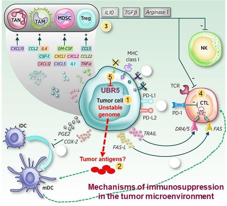 Dr. Ma Figure 1