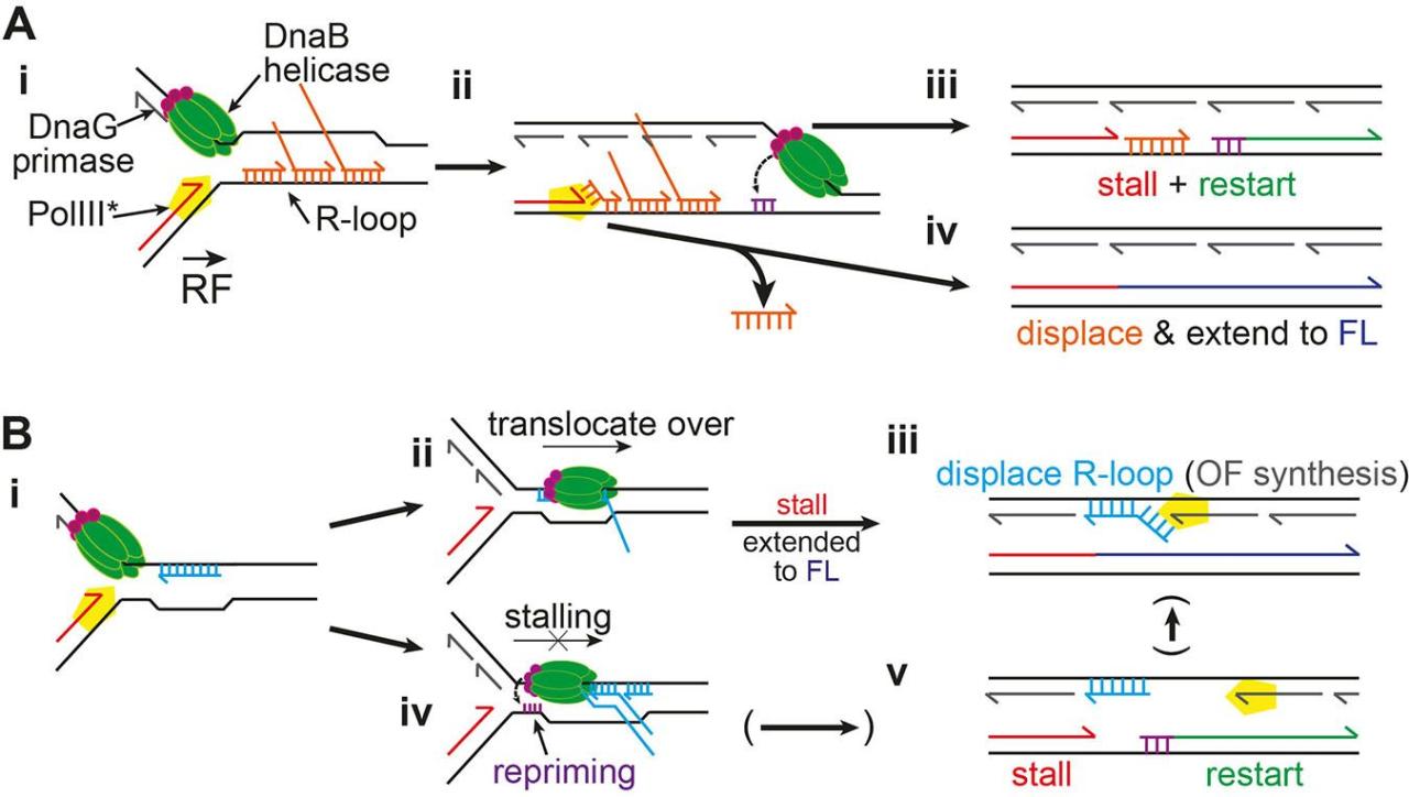 Dr. Marians Figure 1
