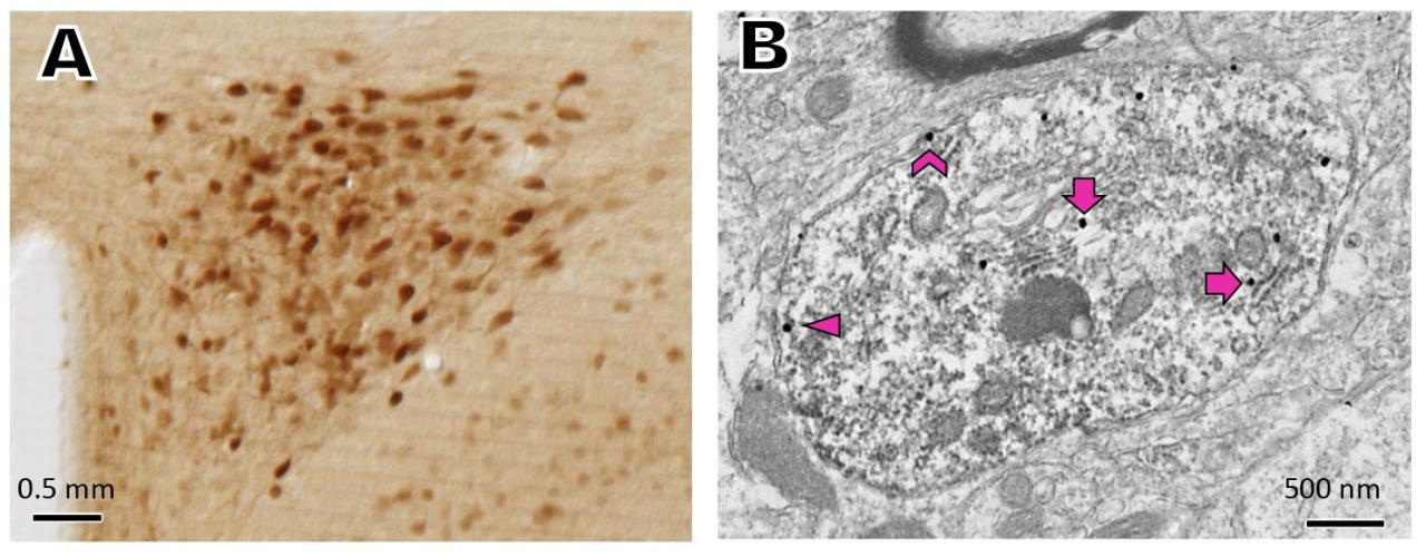 Dr. Milner Figure 1