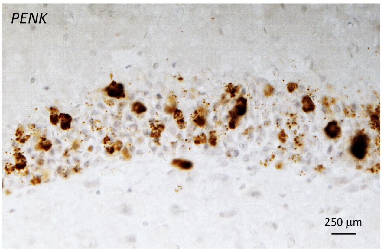 Dr. Milner Figure 2