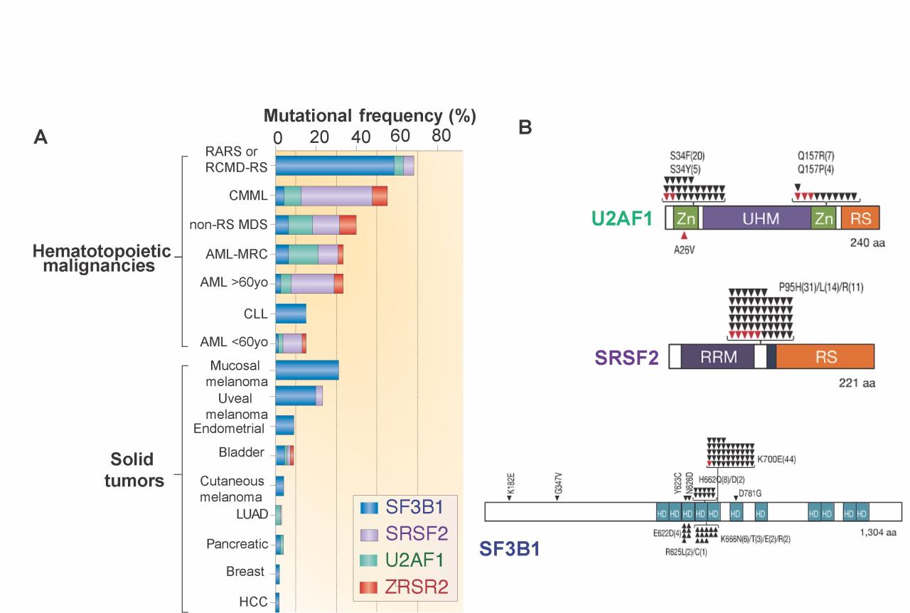 Mutation Histogram