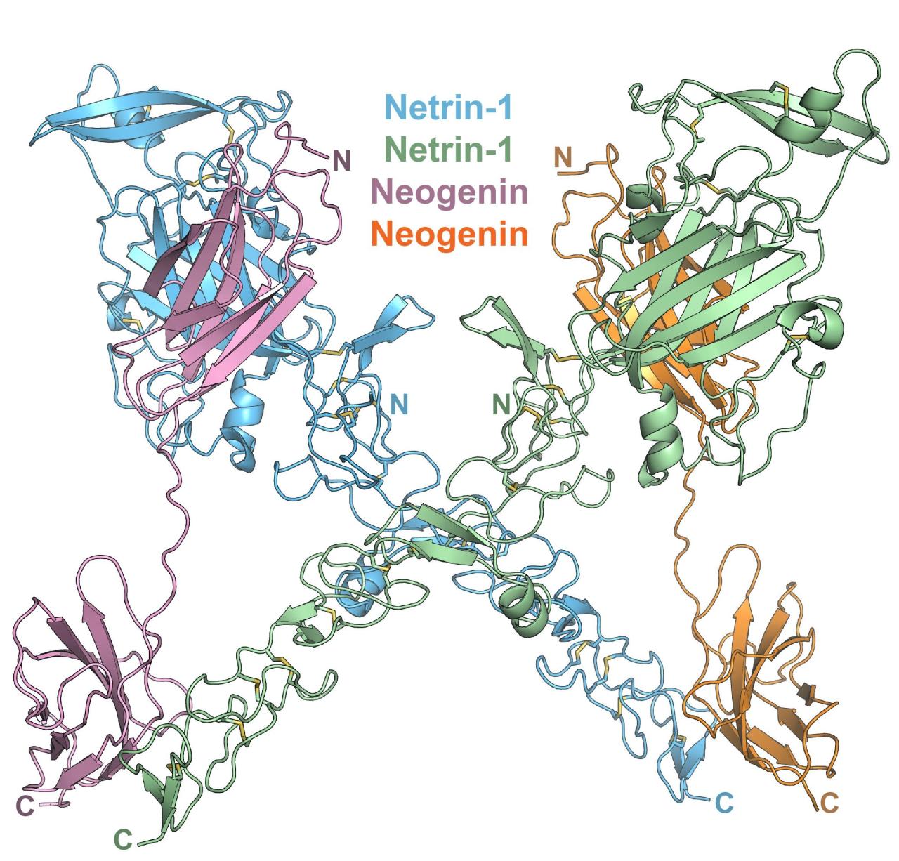 Dr. Nikolov Figure 1