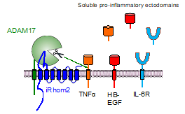 Dr. Blobel Figure 1