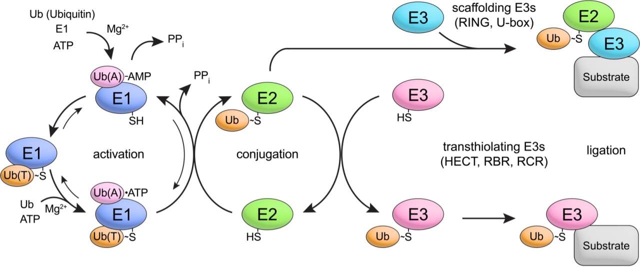 Dr. Lima Figure 1