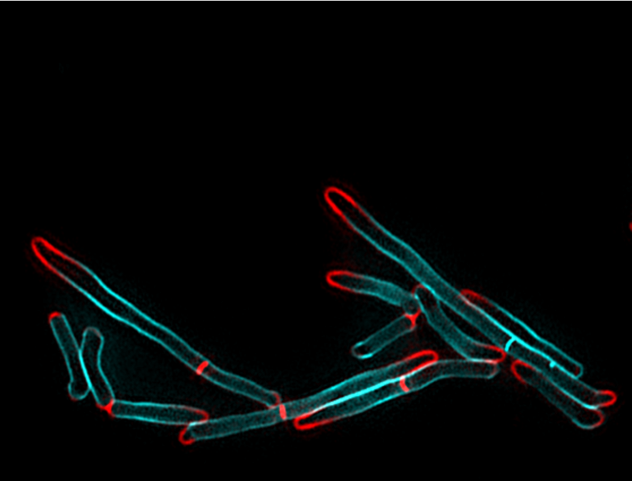 Dr.Ehrt Figure 2
