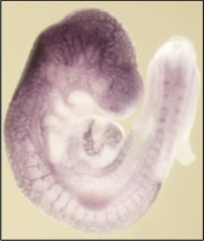 Dr. Stuhlmann Figure 1