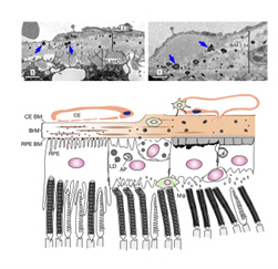 Dr. Sung Figure 2