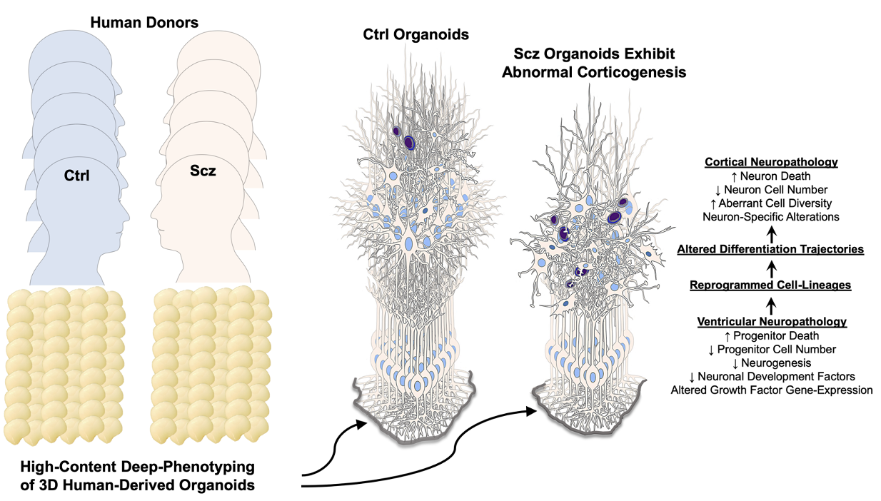 Dr. Colak Figure 1