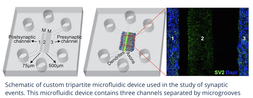 Dr. Colak Figure 3