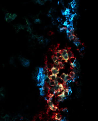 Dr. Lo Figure 2