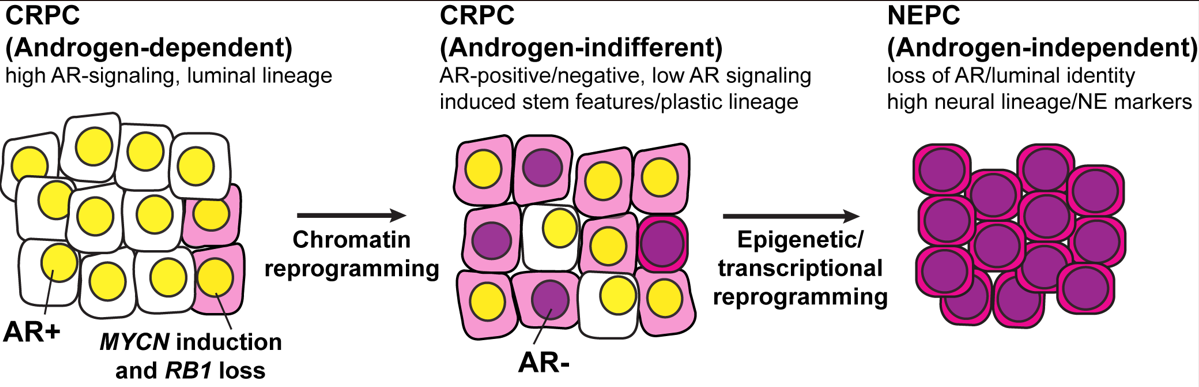 Dr. Rickman Figure 1