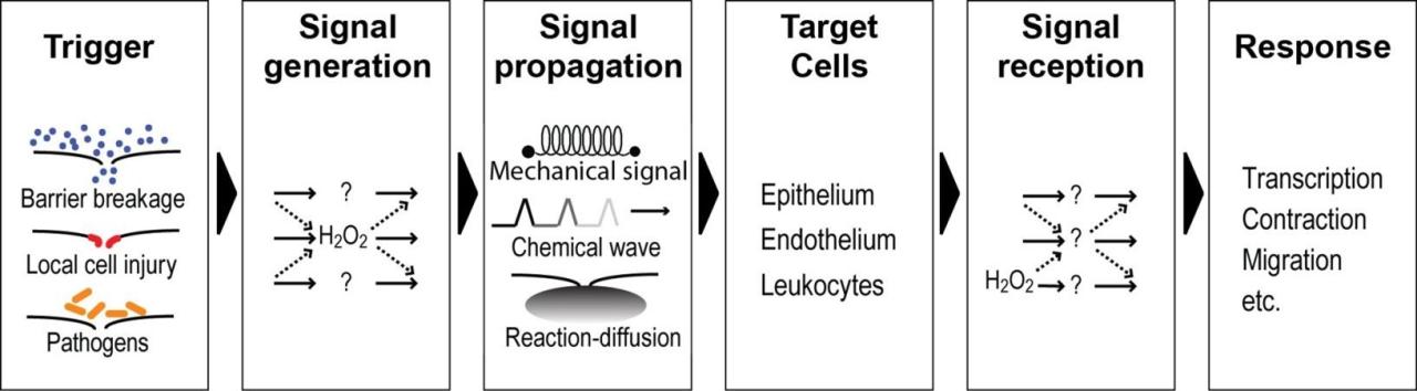 Dr. Neithammer Figure 1