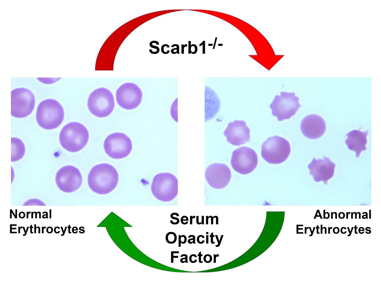 Dr. Pownall Figure 1