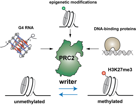 Dr. Long Figure 1