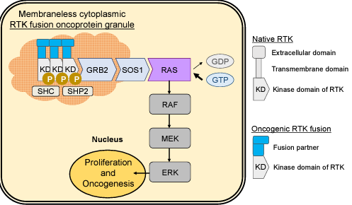 Dr. Tulpule Figure 1
