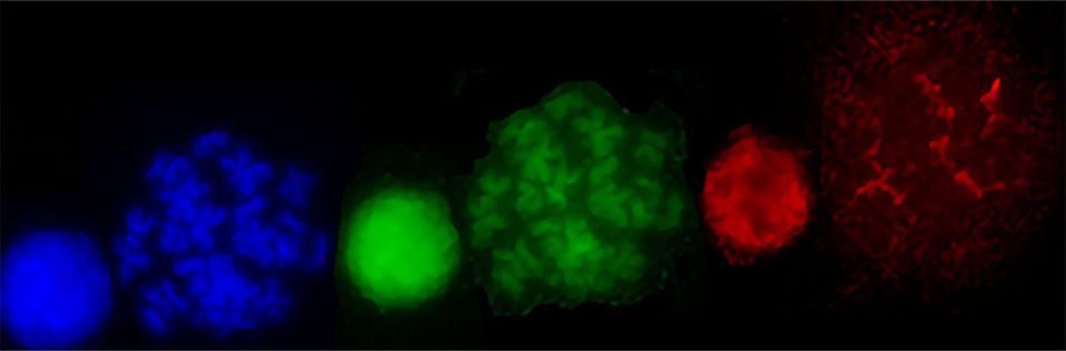 mitotic bookmarking