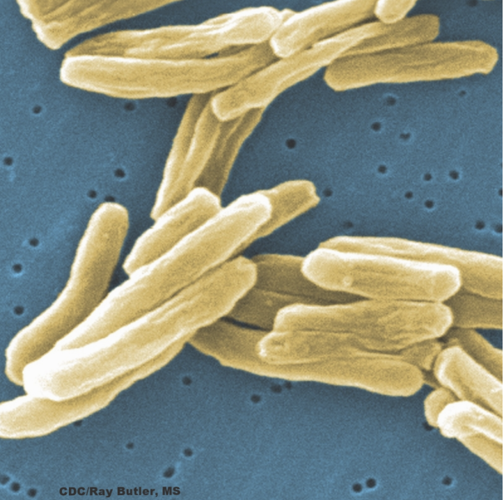 Dr. Nathan Figure 1
