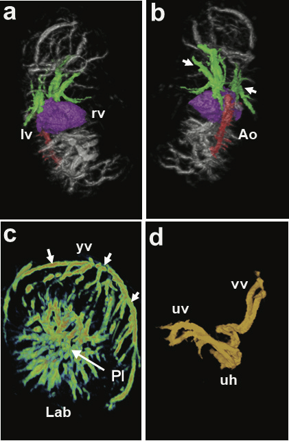 Ketterling Lab Figure 5