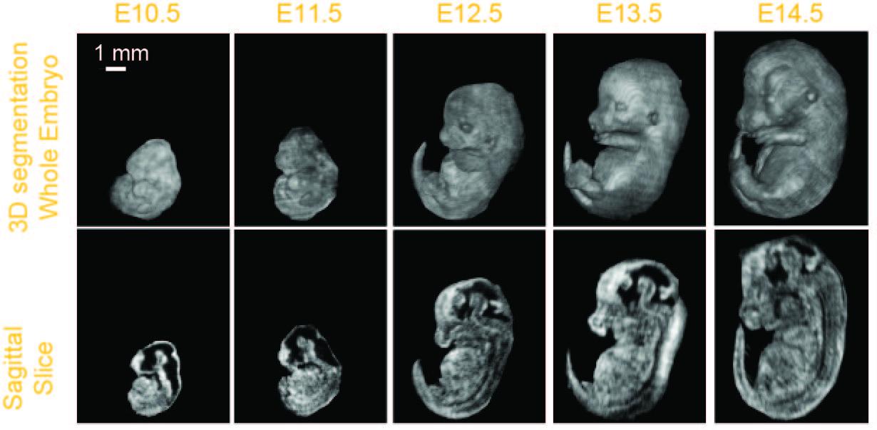 Ketterling Lab Embryo Image