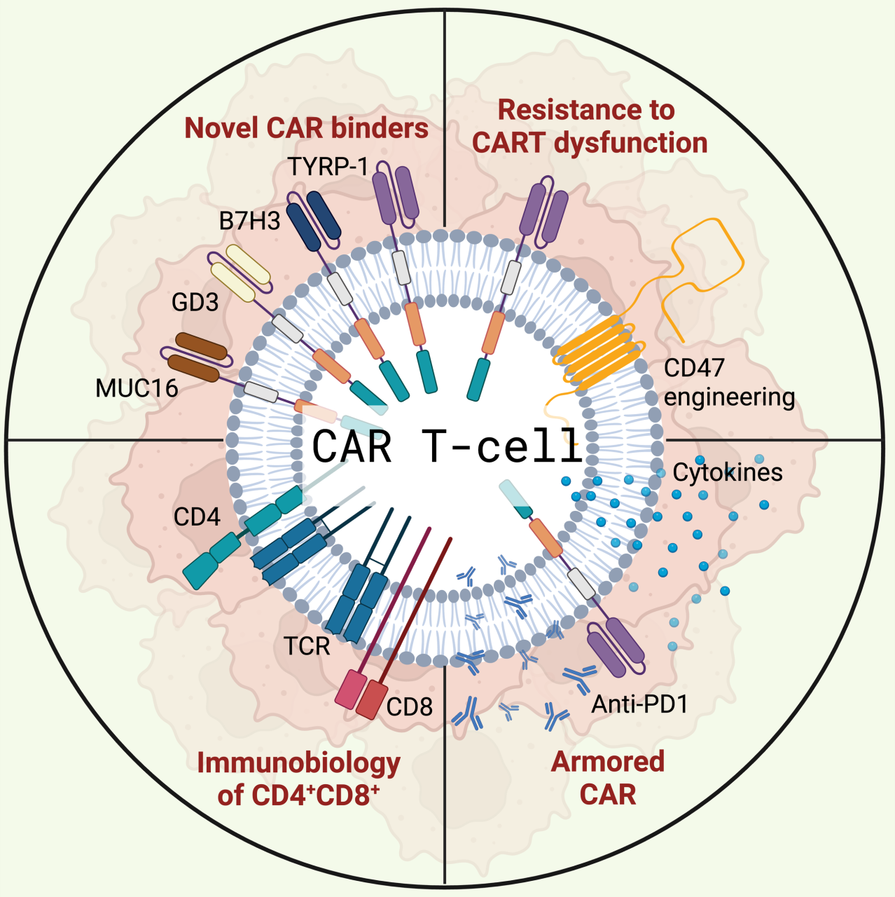 Adoptive T cell therapy