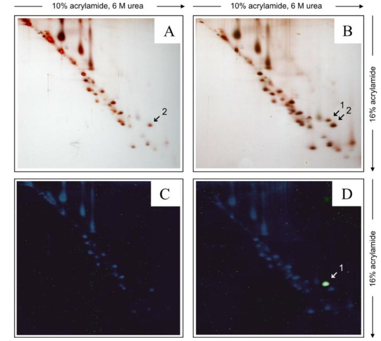 Galkin figure 1