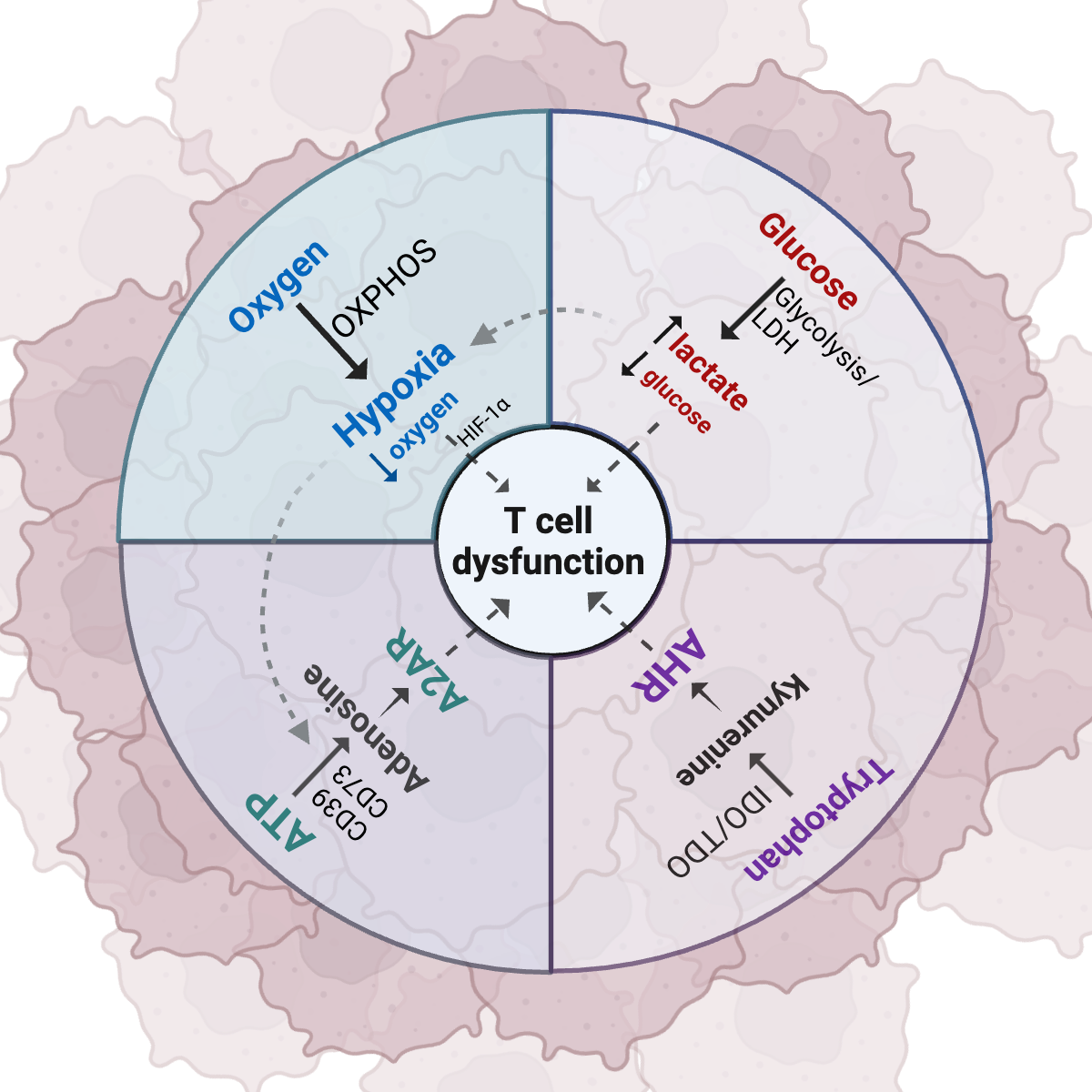 Metabolism