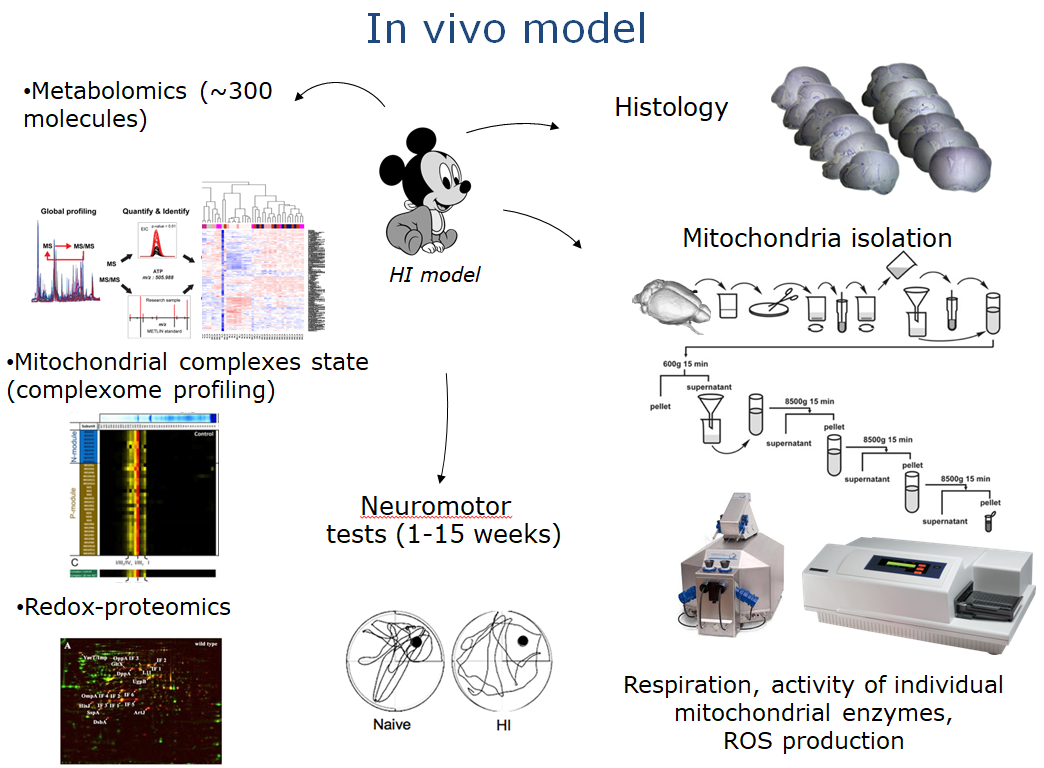 Galkin Figure 2