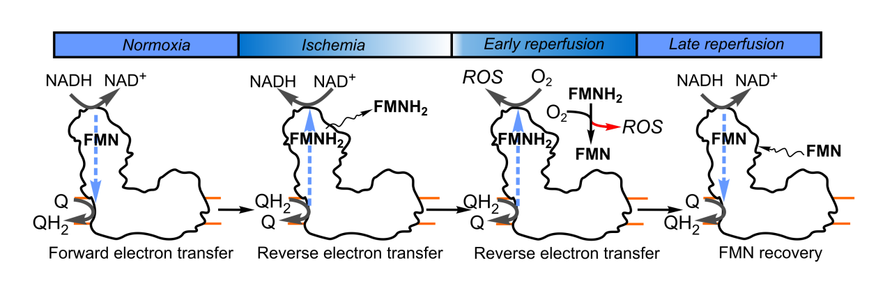 Galkin figure 3
