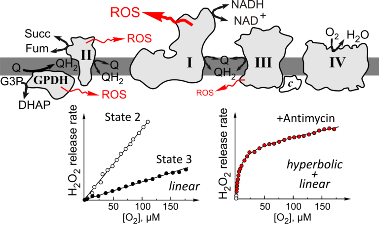 Galkin figure 4
